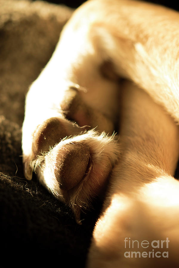 Dog S Paws Curled Up Photograph By Michelle Cyr