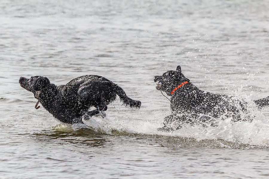 Dogs playing in water Photograph by SAURAVphoto Online Store