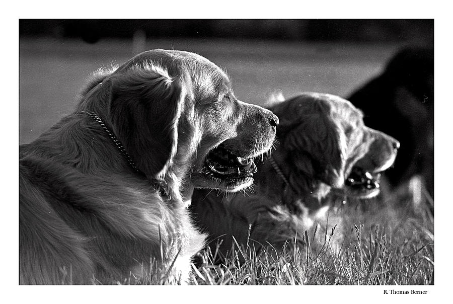Dogs Photograph by R Thomas Berner