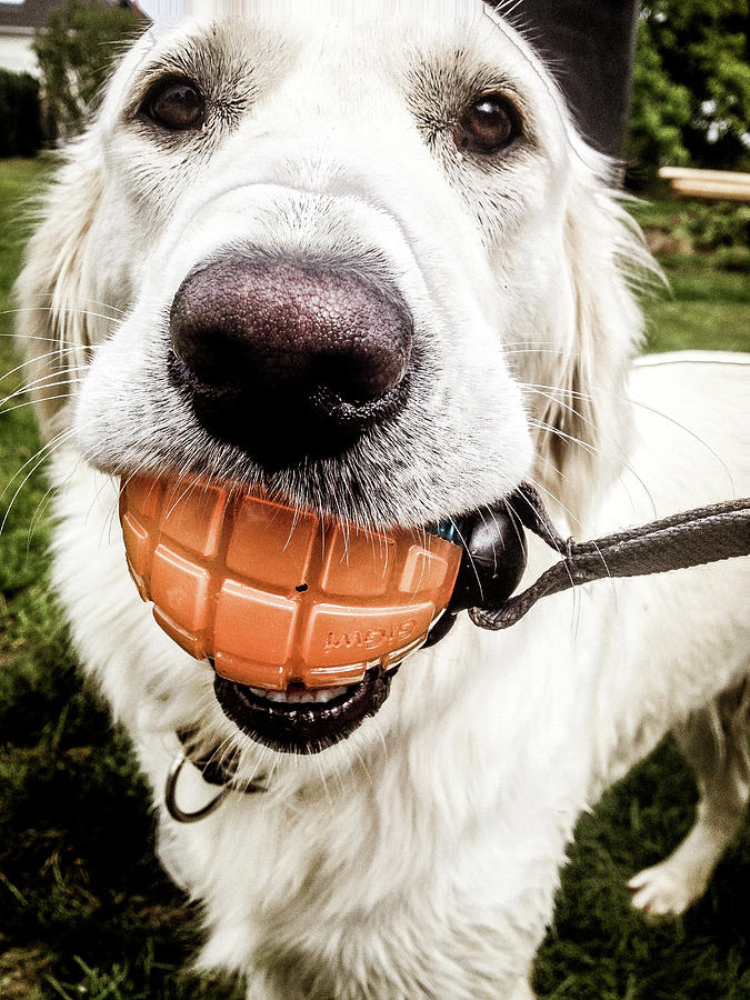 Dog Photograph - Dogs Selfie by Cesar Vieira