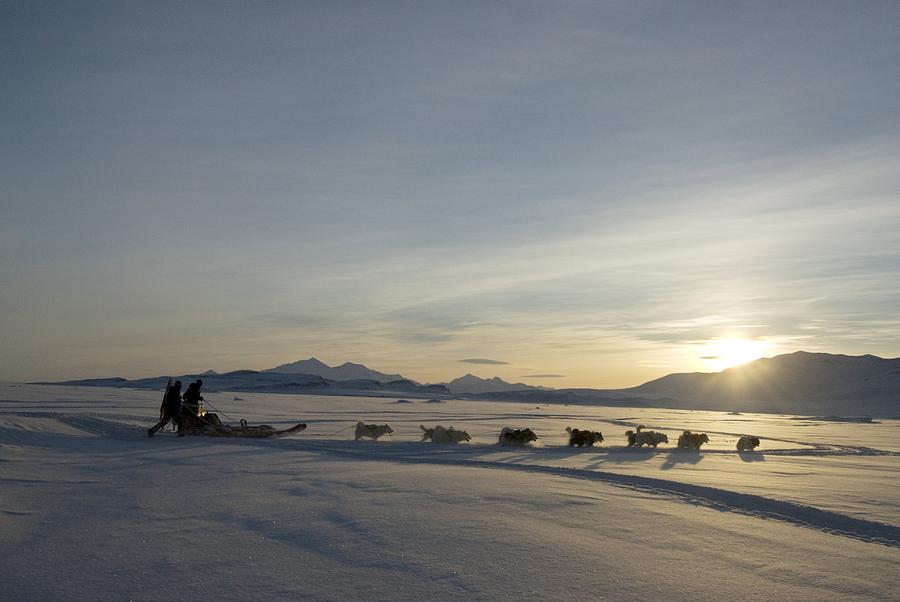 Dogsledge, Northern Greenland Photograph by Louise Murray