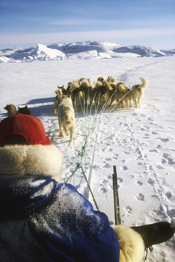 Winter Photograph - Dogsledging by Wedigo Ferchland