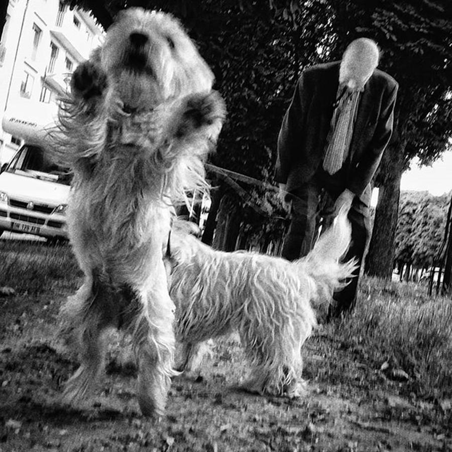 Paris Photograph - #dogsofinstagram #doglover #dog #animal by Rafa Rivas