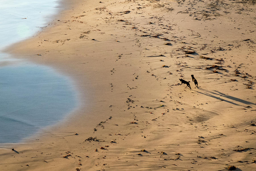 Dogs Running on Santa Cruz Beach Photograph by Mary Lee Dereske