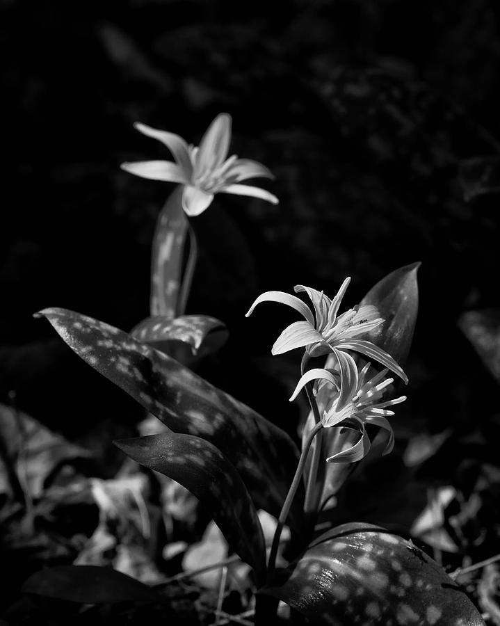 Dogtooth Violet in Black and White Photograph by Michael Dougherty