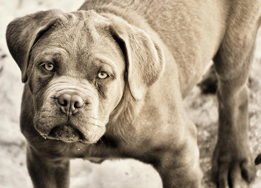 Blue dogue sale de bordeaux