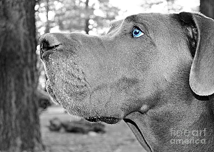 Dogus Photograph by Jenny Revitz Soper