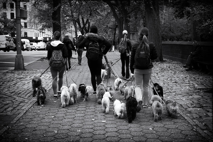 Dog Walking Photograph by Jessica Jenney