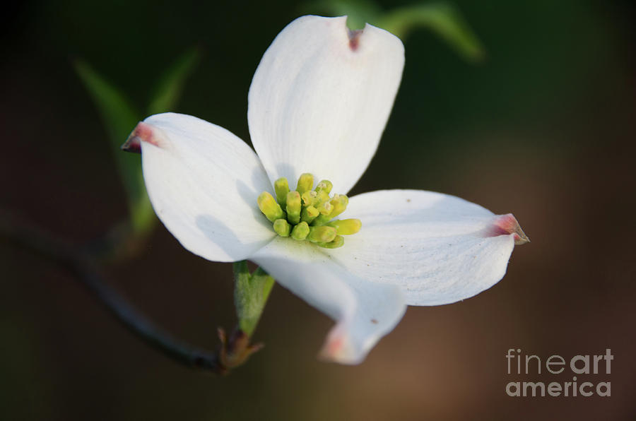 Dogwood 2  Photograph by Andrea Anderegg