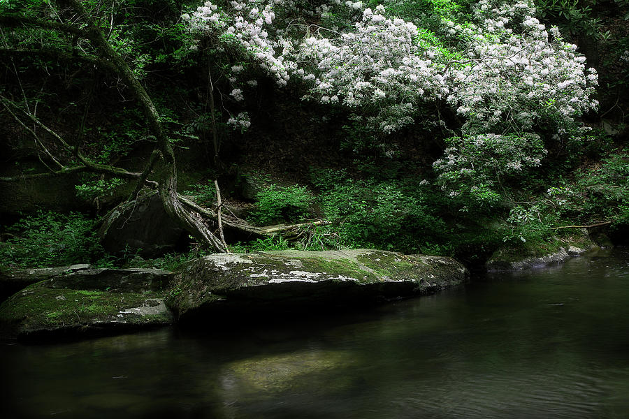Rhododendron Along The River Photograph by Mike Eingle