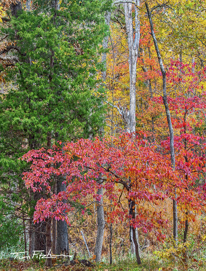 Dogwood and Cedar Photograph by Tim Fitzharris