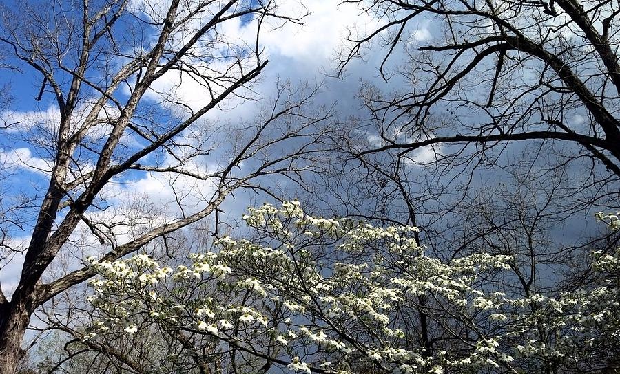 Dogwood and Clouds Photograph by Betty Buller Whitehead