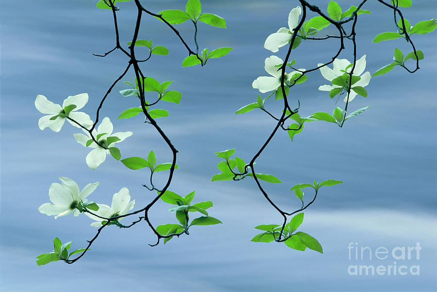Spring Photograph - Dogwood and Merced River, CA by Brenda Tharp