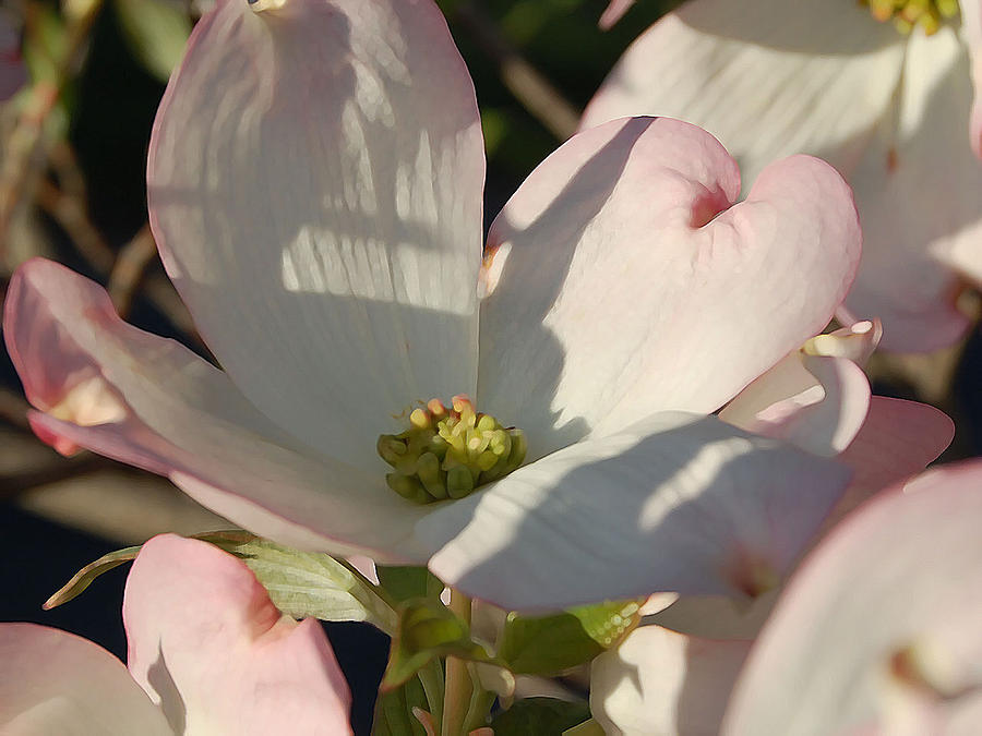 Spring Photograph - Dogwood by Audrey Venute