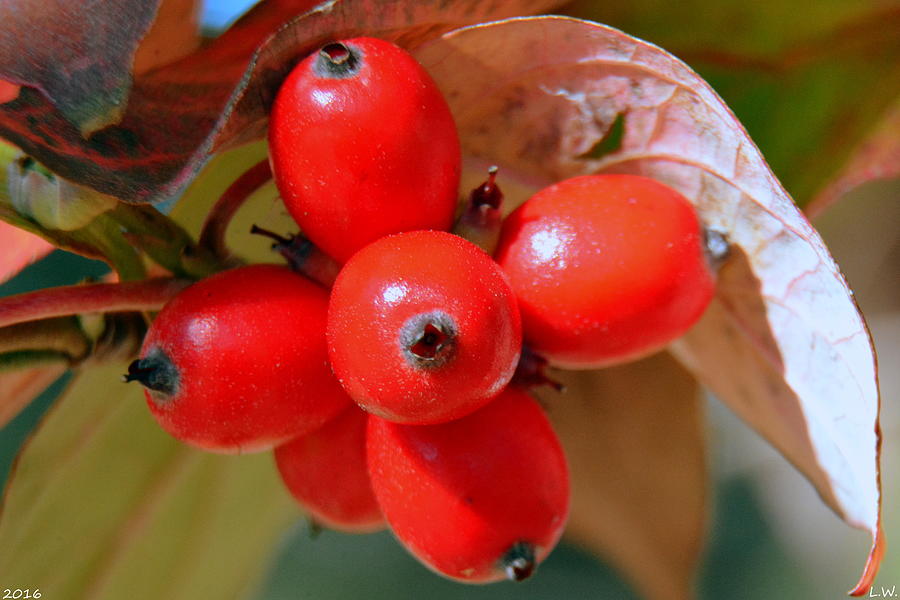 Dogwood Berries Photograph by Lisa Wooten