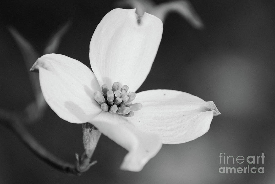 Dogwood Black White Photograph by Andrea Anderegg