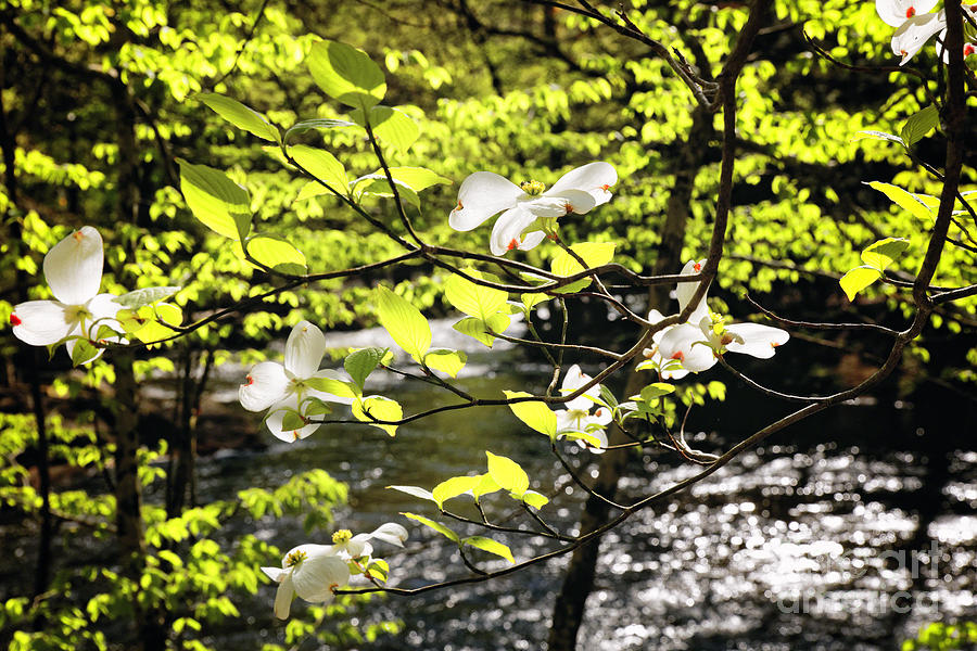 Spring Photograph - Dogwood Bloom Along a River in New Jersey by George Oze