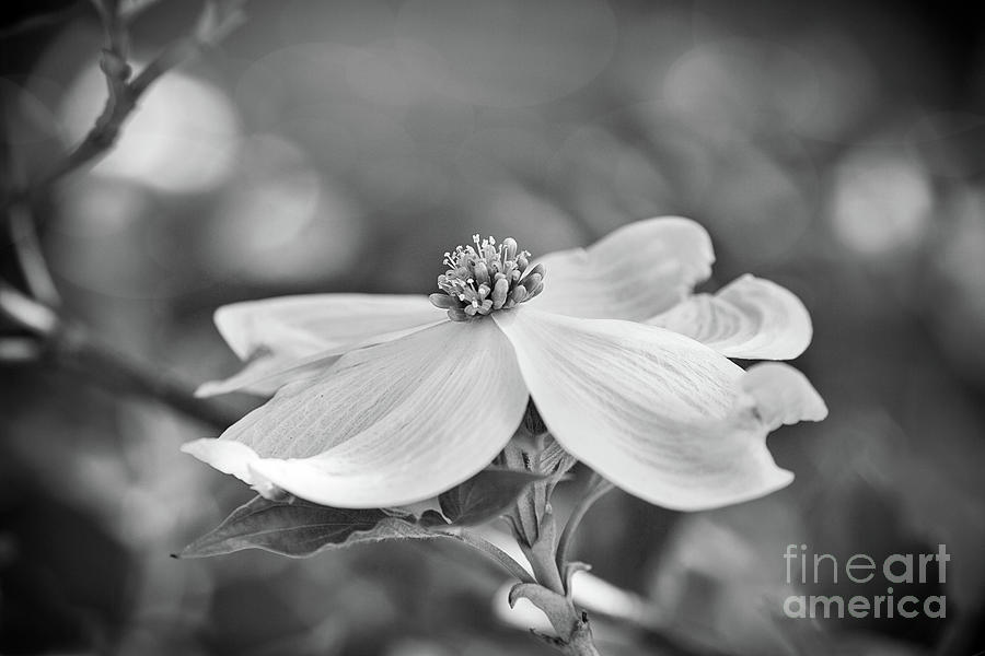 Dogwood Bloom Black And White Photograph by Sharon McConnell