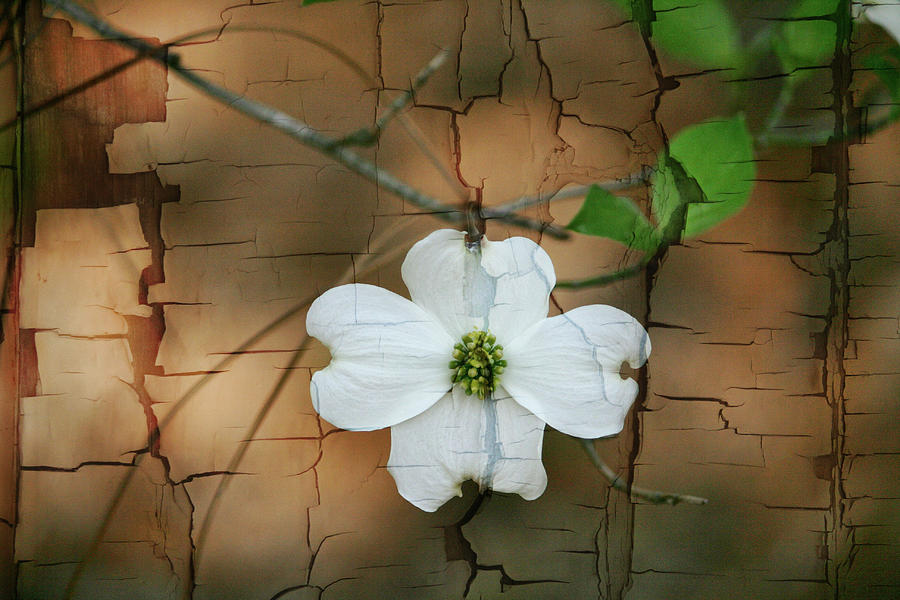 Easter Photograph - Dogwood Bloom by Cathy Harper