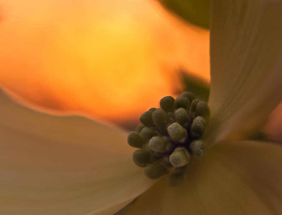 Dogwood Bloom Photograph by Craig Szymanski