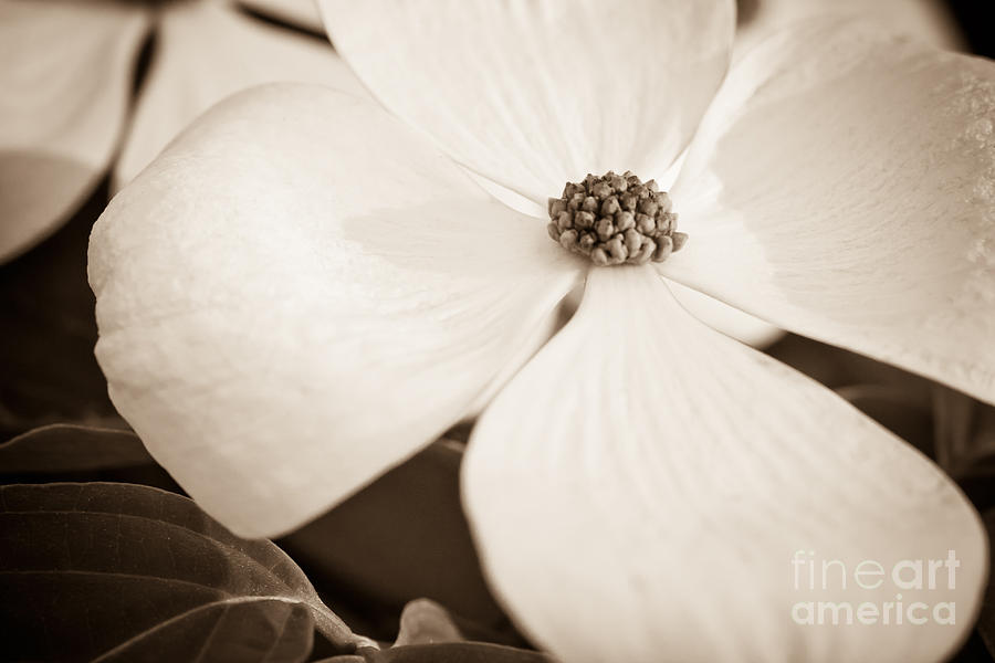 Nature Photograph - Dogwood Bloom by Lisa McStamp Nature Photograph - Dogwood Bloom by Lisa McStamp