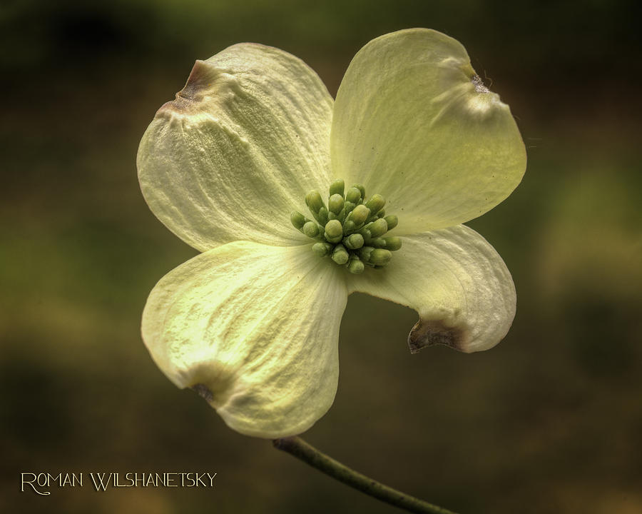 Dogwood Bloom by Roman Wilshanetsky Dogwood Bloom by Roman Wilshanetsky