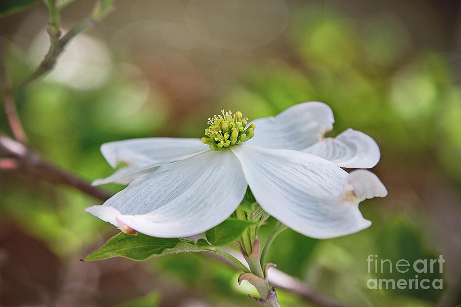 Dogwood Bloom Photograph by Sharon McConnell