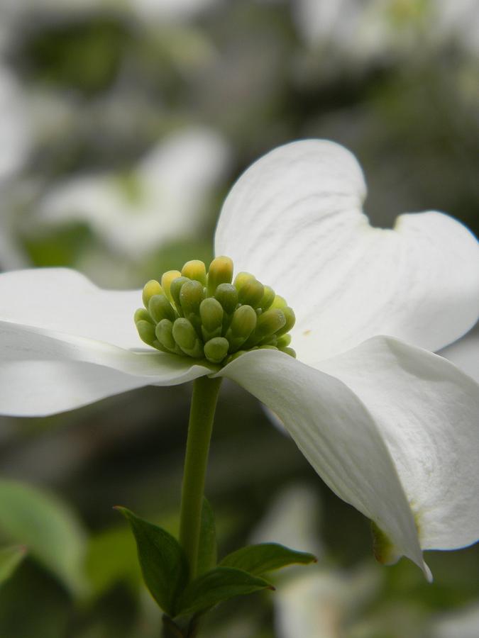 Dogwood Bloom Up Close Photograph by Warren Thompson
