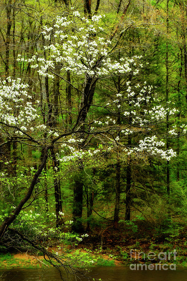 Spring Photograph - Dogwood Blooming by River by Thomas R Fletcher