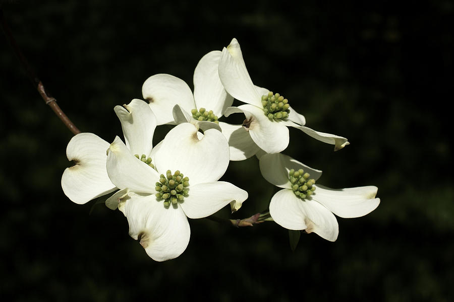 Spring Photograph - Dogwood Blooms by Barnia Scruggs