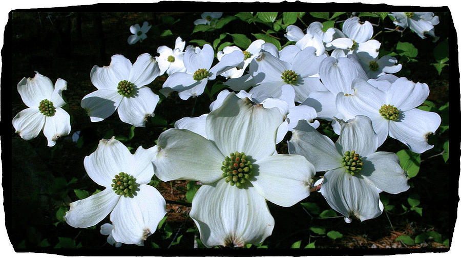 Flower Photograph - Dogwood Blooms by Cathy Harper