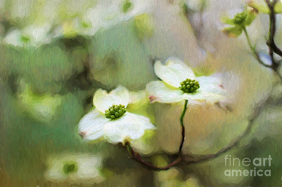 Spring Photograph - Dogwood Blooms by Darren Fisher