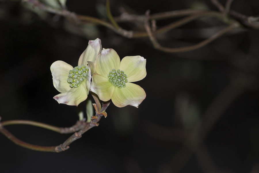 Dogwood Blooms Photograph by Elsa Santoro