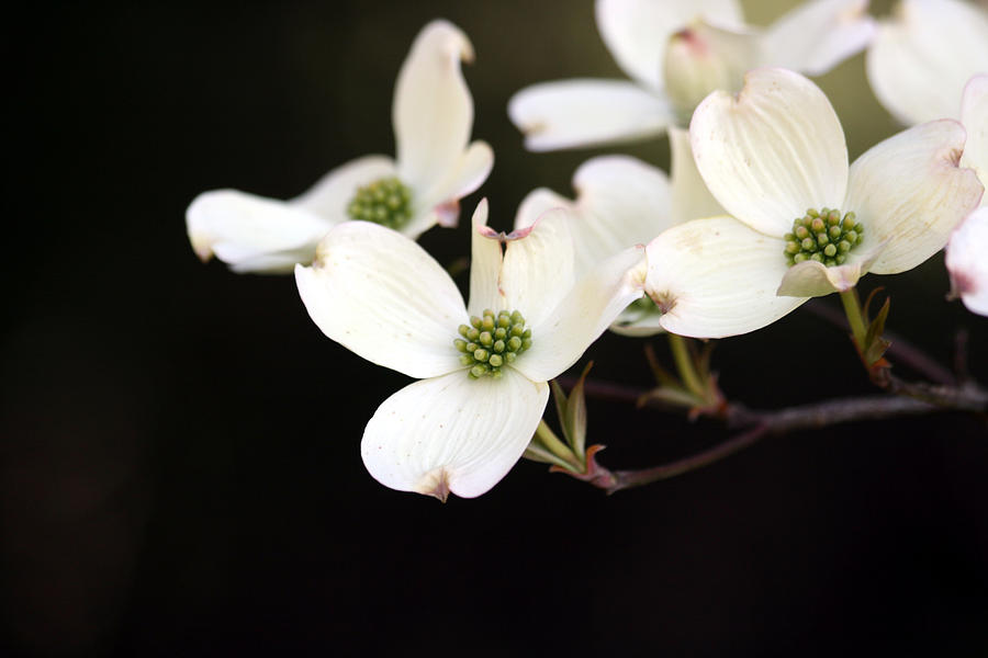 Dogwood Blooms Photograph by George Jones
