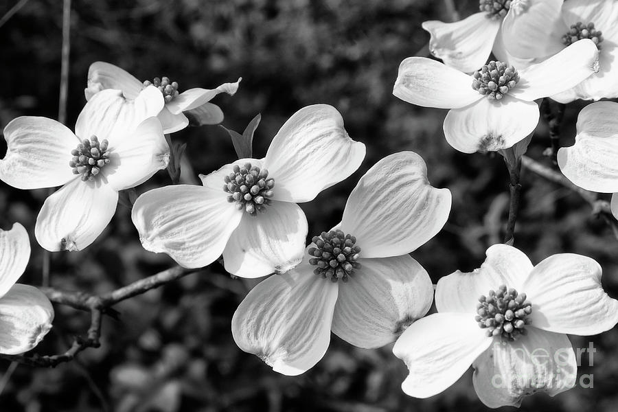 Dogwood Blooms in Black and White Photograph by Jill Lang