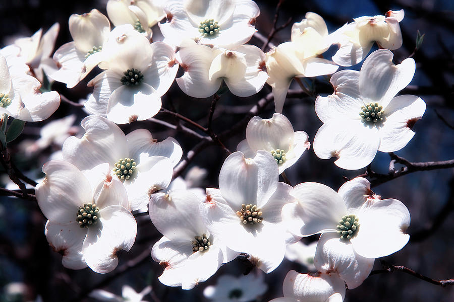 Dogwood Blooms Photograph by Jill Lang
