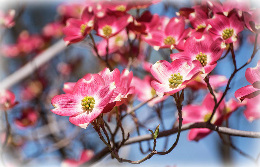 Dogwood Blooms Photograph by Steph Gabler