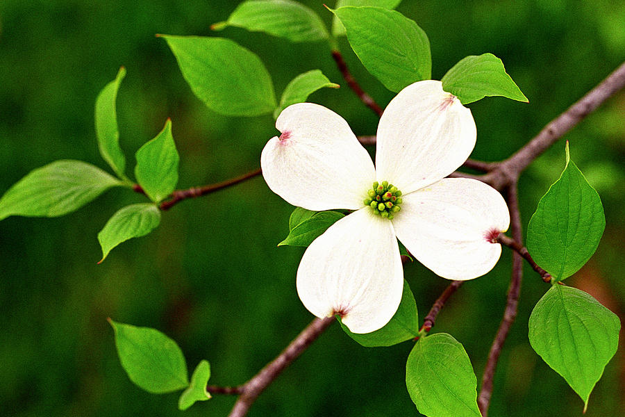 Dogwood Blossom Photograph by Alan Lenk