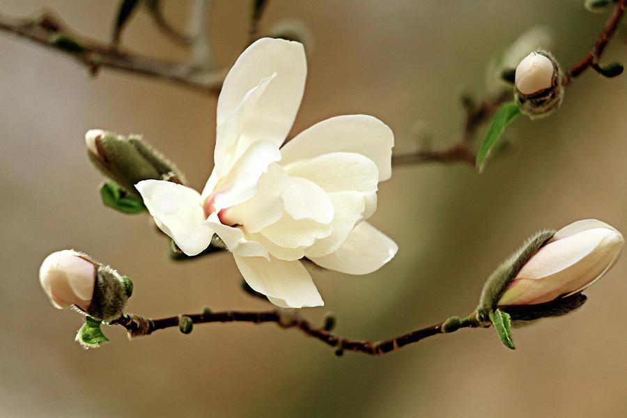 Dogwood Blossom And Buds Photograph