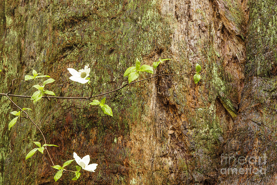 Dogwood Blossom  Photograph by Ben Graham