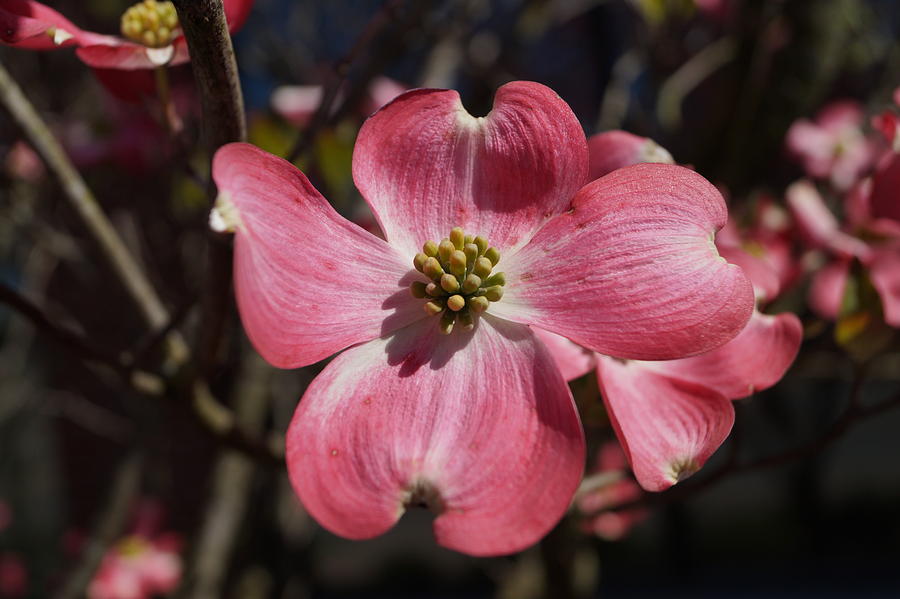 Dogwood blossom Photograph by Beth Collins