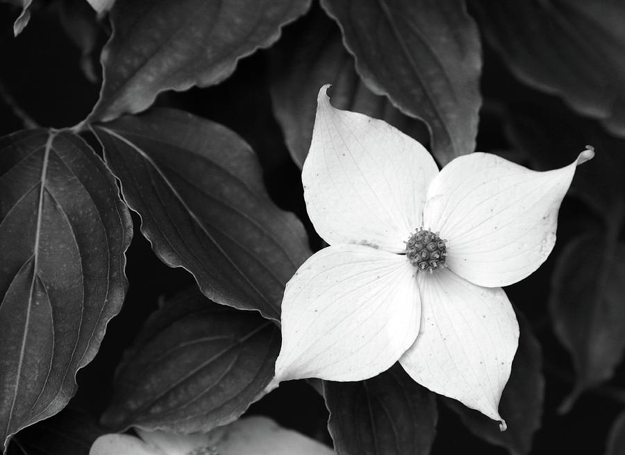 Dogwood Blossom BW Dow Gardens 2018 Photograph by Mary Bedy