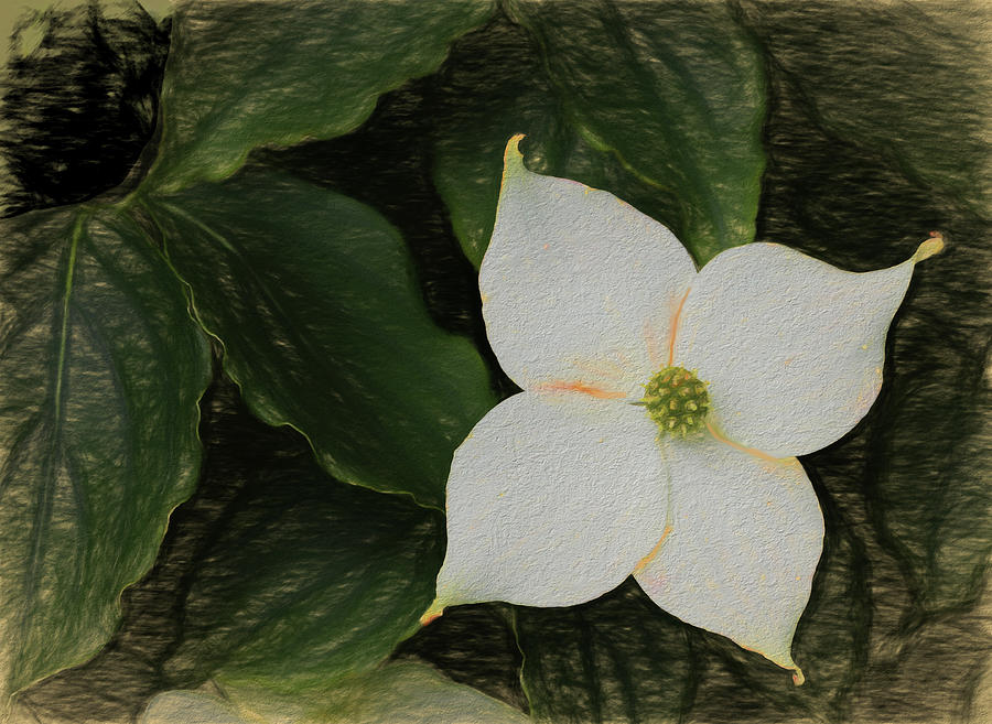 Dogwood Blossom Dow Gardens Painterly 2018 Photograph by Mary Bedy