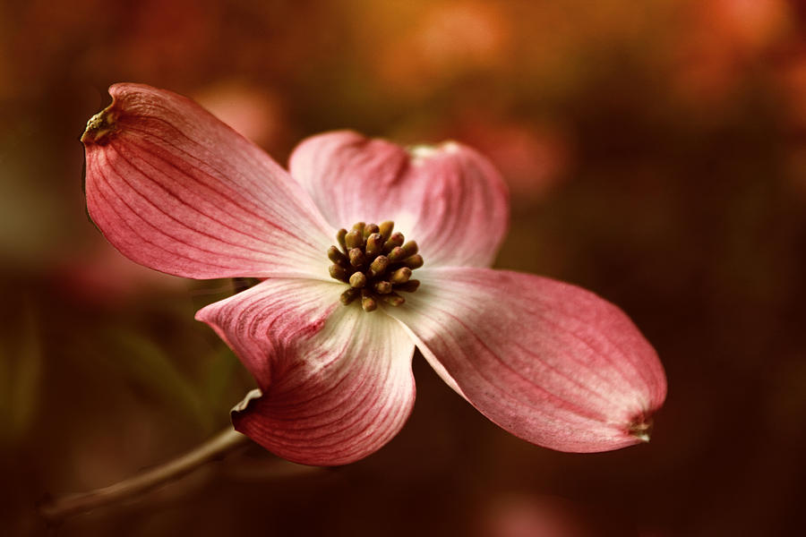 Dogwood Blossom Photograph by Jessica Jenney