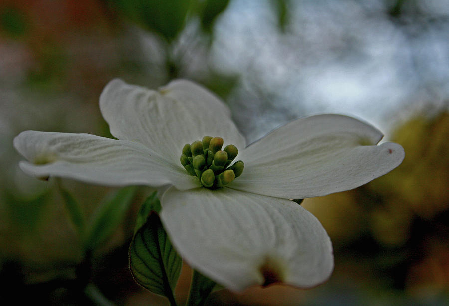 Dogwood Blossom Photograph by Karen Harrison Brown
