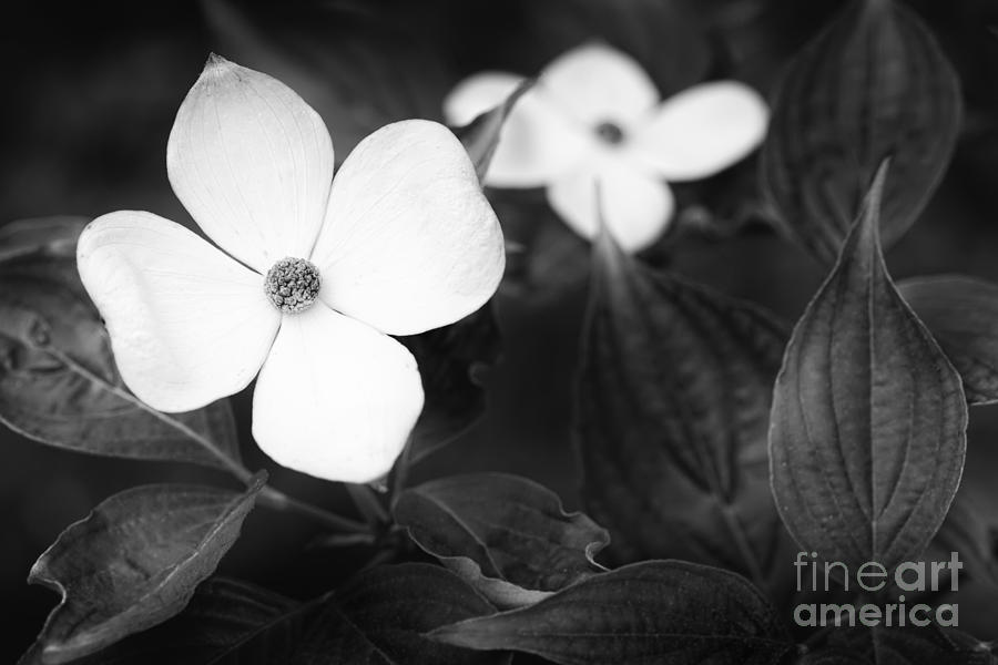 Floral Photograph - Dogwood Blossom by Lisa McStamp