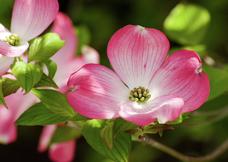 Dogwood blossom deals