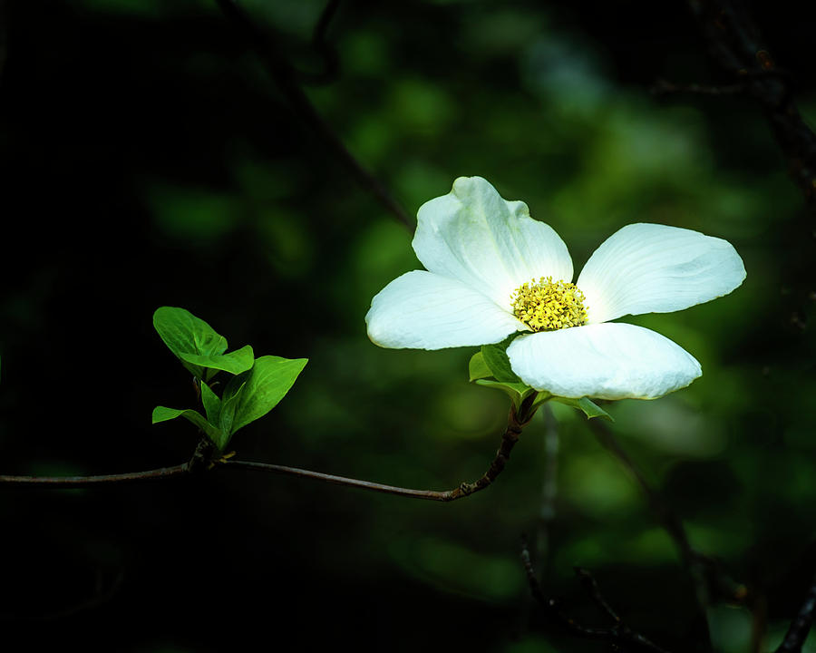 Dogwood Blossom of Gold Photograph by Doug Holck