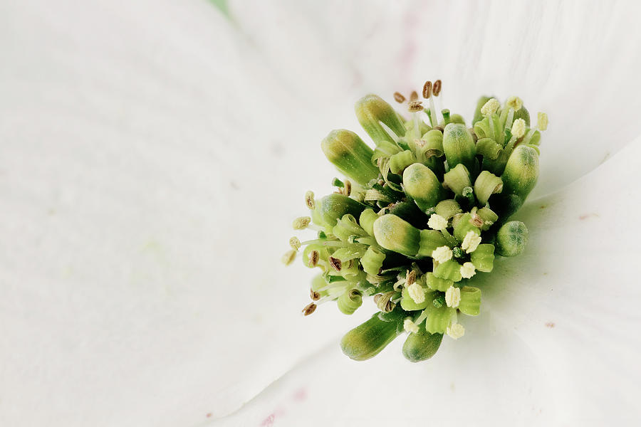 Spring Photograph - Dogwood Blossom by Stephanie Frey