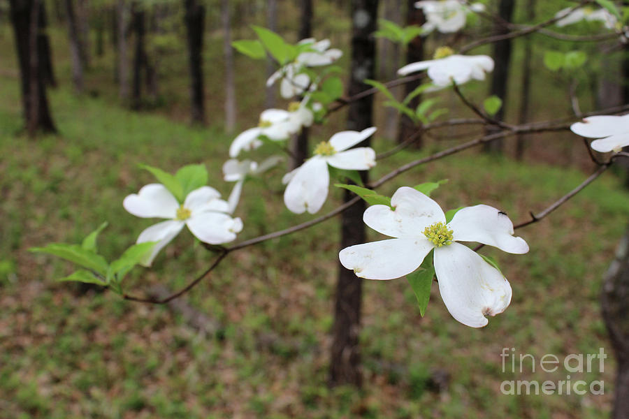 Dogwood blossoms  Photograph by Adam Long